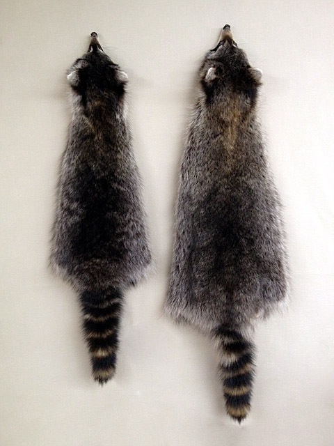 Raccoon pelts