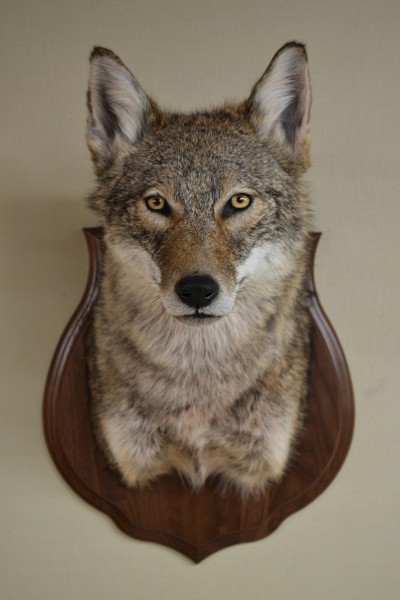 Coyote Mask 014