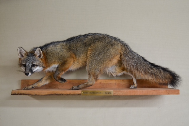 grey fox 3