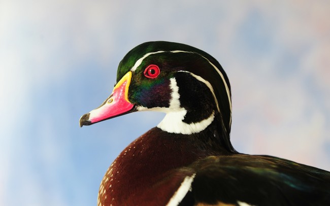 competition-wood-duck-close-up