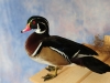 wood-duck