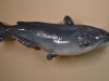 catfish