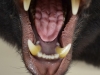 bear-mouth