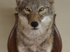 coyote-mask-014-e13764507041011