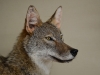 coyote ped closeup