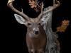 white-tail-deer