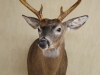 wt deer shoulder