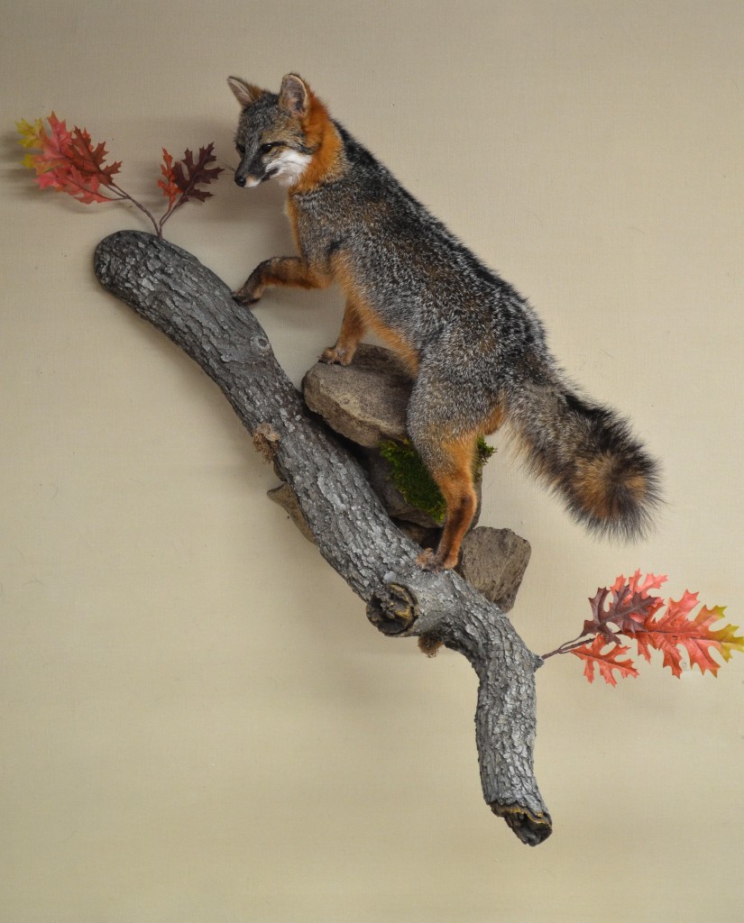 grey fox on limb