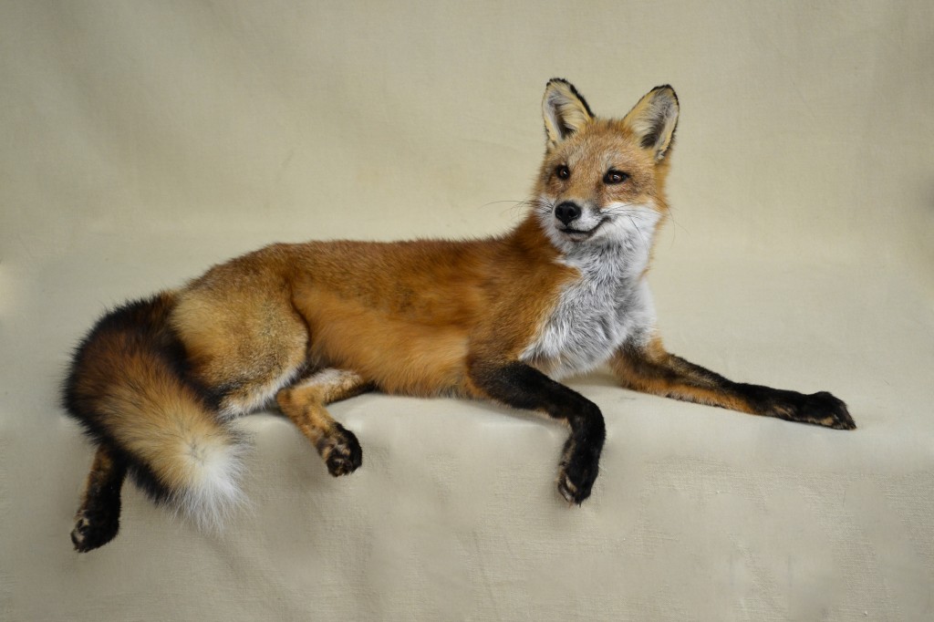ls red fox
