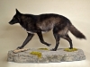 black-coyote