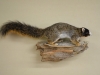 fox squirrel 2