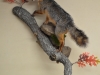 grey fox on limb