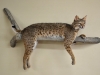 ls bobcat on limb