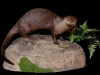 river-otter-3