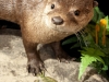 river-otter