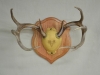 antler plaque