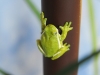 green-tree-frog