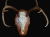 white-tail-deer-repro-european-mount