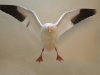 WIMG_1549-e1443721969754