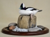 bufflehead pike