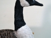 canada-goose