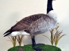 canada-goose2