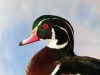 competition-wood-duck-close-up