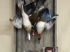 dead mount ducks