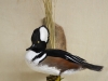 drake merganser