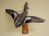 drake widgeon