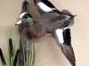 drake-widgeon