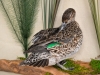 gw hen preening