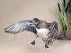 hen-widgeon