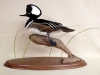 hooded-merganser