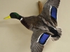 mallard