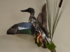 shoveler