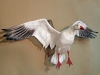 snow-goose-2