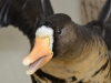 speck closeup