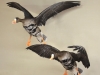 speck pair