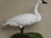 standing-swan
