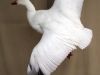 taxidermy-8-18-12-091