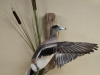widgeon shook